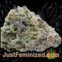 DoSiDos Cookies by 00 Seeds Buy Weed Seeds at the lowest prices online