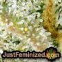 DoSiDos Cookies by 00 Seeds Find Cannabis Strains at the Lowest Price for Original Souvenir Packed Seeds