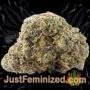 Kush Auto by 00 Seeds Buy Weed Seeds at the lowest prices online