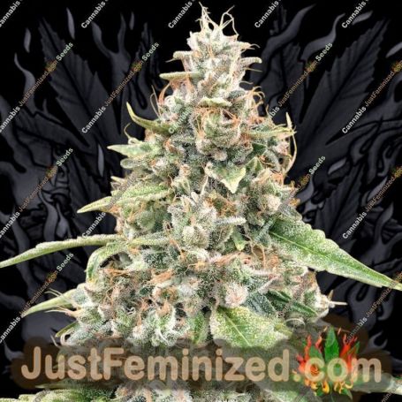 Lemon OG Auto by 00 Seeds Cannabis Seeds Discounted Cheapest Online