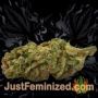 Lemon OG by 00 Seeds Buy Weed Seeds at the lowest prices online
