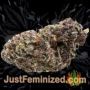 Lemon OG by 00 Seeds Buy Weed Seeds at the lowest prices online