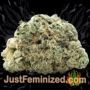 Lemon OG by 00 Seeds Buy Weed Seeds at the lowest prices online