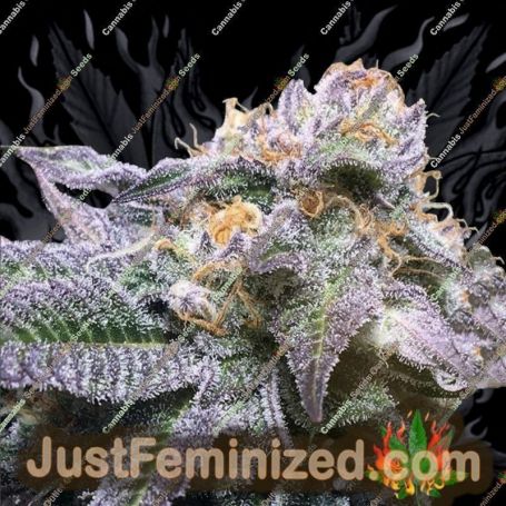 Mimosa by 00 Seeds Cannabis Seeds Discounted Cheapest Online