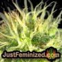 Mimosa by 00 Seeds Find Cannabis Strains at the Lowest Price for Original Souvenir Packed Seeds