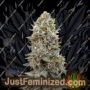 OO Cheese Auto by 00 Seeds Cannabis Seeds Discounted Cheapest Online