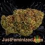 OO Cheese Auto by 00 Seeds Buy Weed Seeds at the lowest prices online