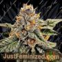 OO Kush by 00 Seeds Cannabis Seeds Discounted Cheapest Online