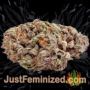 OO Kush by 00 Seeds Buy Weed Seeds at the lowest prices online