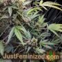 Purple Punch Auto by 00 Seeds Cannabis Seeds Discounted Cheapest Online