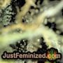 Sweet So Mango by 00 Seeds Find Cannabis Strains at the Lowest Price for Original Souvenir Packed Seeds