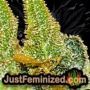 White Widow by 00 Seeds Find Cannabis Strains at the Lowest Price for Original Souvenir Packed Seeds