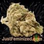 Big Stilton Auto by Big Head Seeds Buy Weed Seeds at the lowest prices online