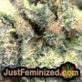 Big Stilton Auto by Big Head Seeds Find Cannabis Strains at the Lowest Price for Original Souvenir Packed Seeds