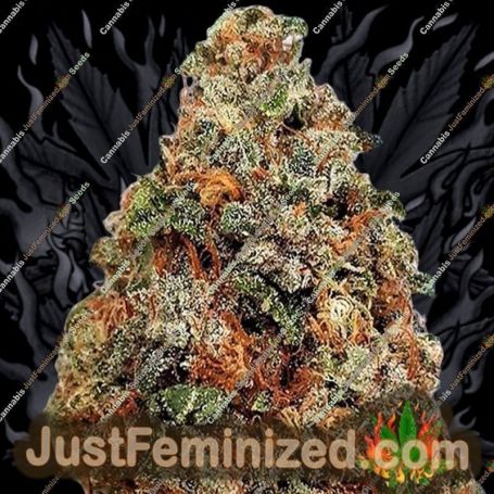 Dogstar Dawg by Big Head Seeds Cannabis Seeds Discounted Cheapest Online