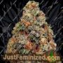 Dogstar Dawg by Big Head Seeds Cannabis Seeds Discounted Cheapest Online