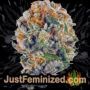 Dogstar Dawg by Big Head Seeds Buy Weed Seeds at the lowest prices online