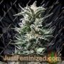 Bruce the Russian by Cream of the Crop Cannabis Seeds For Sale at Just Feminized