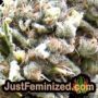 Dogstar Dawg by Big Head Seeds Find Cannabis Strains at the Lowest Price for Original Souvenir Packed Seeds