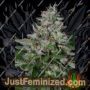 Do-lato by Big Head Seeds Cannabis Seeds Discounted Cheapest Online