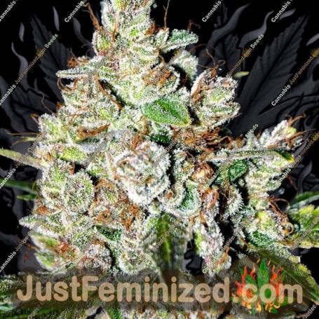 Fire OG Kush by Big Head Seeds Cannabis Seeds Discounted Cheapest Online