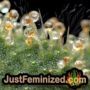 Fire OG Kush by Big Head Seeds Find Cannabis Strains at the Lowest Price for Original Souvenir Packed Seeds