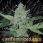 Gelato Auto by Big Head Seeds Cannabis Seeds Discounted Cheapest Online
