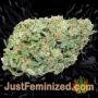 Gelato Auto by Big Head Seeds Buy Weed Seeds at the lowest prices online