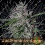 Gorilla Cookies Auto by Big Head Seeds Cannabis Seeds Discounted Cheapest Online