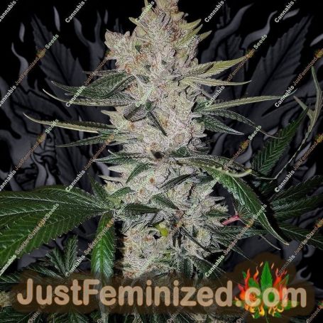 Gorilla Zkittelz by Big Head Seeds Cannabis Seeds Discounted Cheapest Online