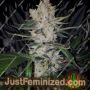 Gorilla Zkittelz by Big Head Seeds Cannabis Seeds Discounted Cheapest Online