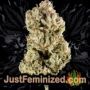 Purple Punch by Big Head Seeds Buy Weed Seeds at the lowest prices online
