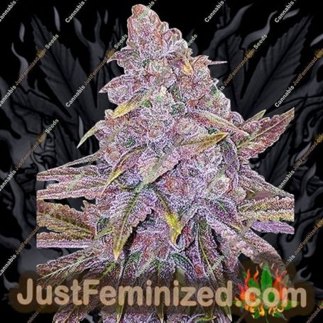 Sherbert Dab by Big Head Seeds Cannabis Seeds Discounted Cheapest Online