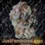 Sherbert Glue by Big Head Seeds Cannabis Seeds Discounted Cheapest Online