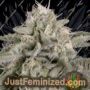 Skywalka Ghost Kush by Big Head Seeds Cannabis Seeds Discounted Cheapest Online