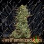 Strawberry Banana by Big Head Seeds Cannabis Seeds Discounted Cheapest Online