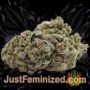 THC Pro by Big Head Seeds Buy Weed Seeds at the lowest prices online