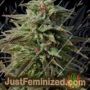 Trippy Gorilla Auto by Big Head Seeds Cannabis Seeds Discounted Cheapest Online