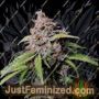 Amnesia Zkittles Auto by Fast Buds Cannabis Seeds Discounted Cheapest Online