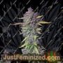 Banana Purple Punch Auto by Fast Buds Cannabis Seeds Discounted Cheapest Online