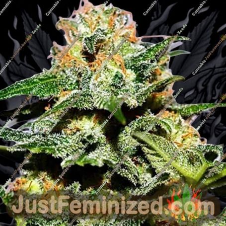 Cash Crop XL Auto by Cream of the Crop Cannabis Seeds For Sale at Just Feminized