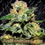 Cash Crop XL Auto by Cream of the Crop Cannabis Seeds For Sale at Just Feminized