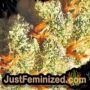 Gorilla Zkittlez Auto by Fast Buds Find Cannabis Strains at the Lowest Price for Original Souvenir Packed Seeds
