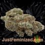 Mexican Airlines Auto by Fast Buds Buy Weed Seeds at the lowest prices online