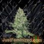 Rhino Ryder Auto by Fast Buds Cannabis Seeds Discounted Cheapest Online