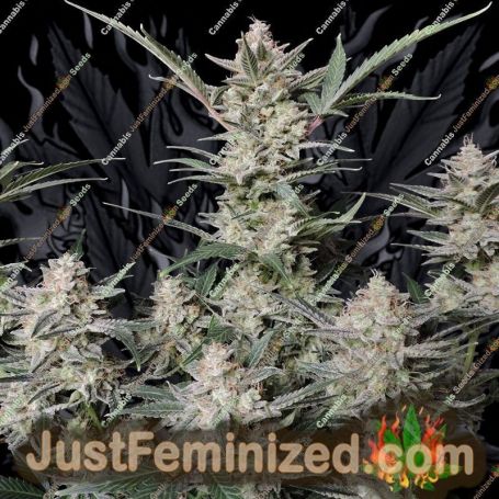 Strawberry Gorilla Auto by Fast Buds Cannabis Seeds Discounted Cheapest Online