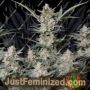 Strawberry Gorilla Auto by Fast Buds Cannabis Seeds Discounted Cheapest Online
