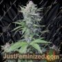 Tropicana Cookies Auto by Fast Buds Cannabis Seeds Discounted Cheapest Online
