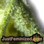 West Coast OG Auto by Fast Buds Find Cannabis Strains at the Lowest Price for Original Souvenir Packed Seeds