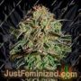AMS by Greenhouse Seeds Cannabis Seeds Discounted Cheapest Online